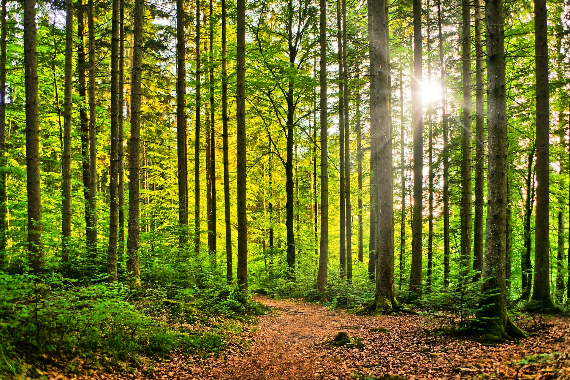 a path through a forest