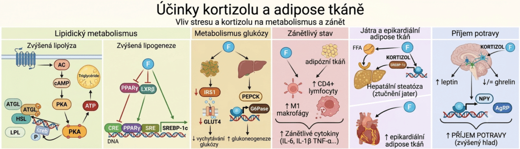 Infografika znázorňující vliv kortizolu a&nbsp;chronického stresu na&nbsp;lipidický metabolismus, glukózu, zánětlivé procesy v&nbsp;adipózní tkáni, steatózu jater a&nbsp;zvýšený příjem potravy.